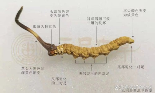 老山花粉蜂王浆冻干粉胶囊-老山蜂王浆冻干粉功效-专业老山蜂王浆冻干粉片性价比高吗平台-老山蜂王浆蜂乳峰黄浆