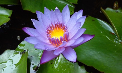 老山蜂王浆蜂乳峰黄浆-老山蜂王浆冻干粉功效-专业老山蜂王浆冻干粉片性价比高吗平台-老山蜂王浆蜂乳峰黄浆